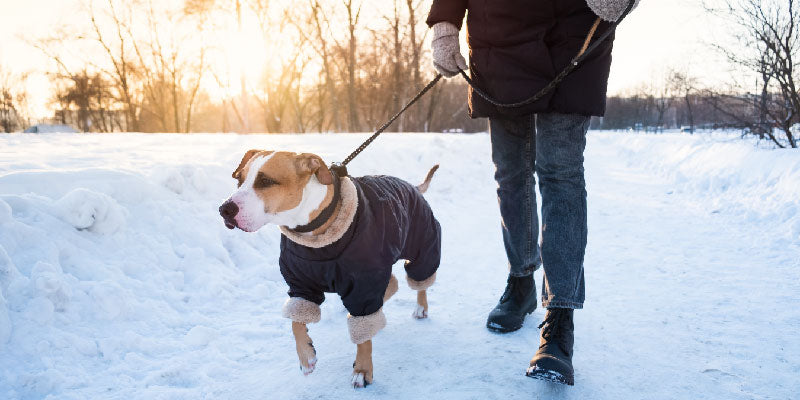 National Walk Your Dog Month