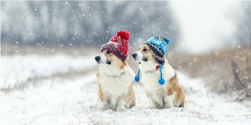 How To Keep Your Dog Safe On Cold Winter Walks