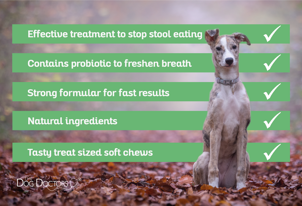 Stool deterrent for hot sale dogs